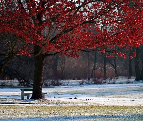 Czerwone, Park, Zima, Liście, Drzewo