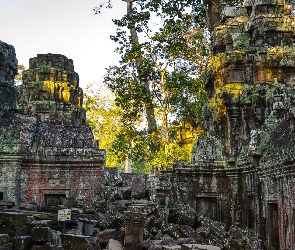 Kambodża, Drzewa, Świątynia, Ruiny, Angkor wat