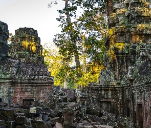 Angkor wat, Drzewa, Ruiny, Świątynia, Kambodża