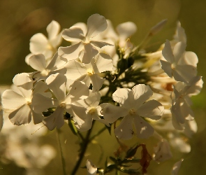 Floksy, Białe