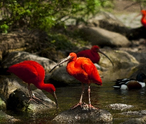 Woda, Kamienie, Ibisy