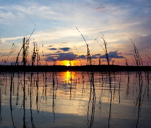 Trawy, Słońca, Zachód, Lasy, Jezioro