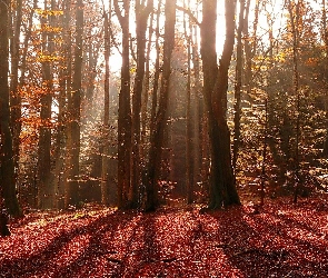 Rozświetlony, Liście, Opadłe, Las