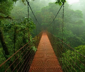 Most, Dżungla