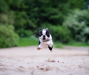 Bieg, Boston terrier
