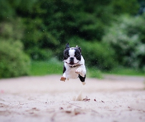 Boston terrier, Bieg