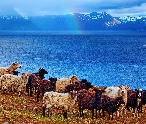 Owce, Góry, Jezioro