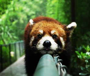 Czerwona, Pandka ruda, Panda