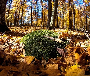 Las, Mech, Liście, Jesień