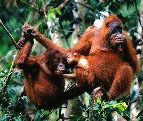 Trzy, Gałęzie, Orangutany