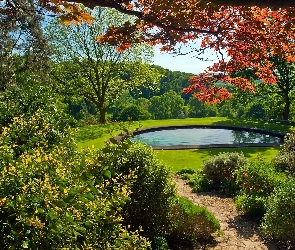 Staw, Drzewa, Park