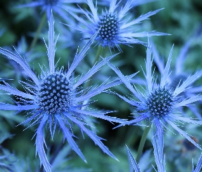 Kwiaty, Łąka, Niebieskie