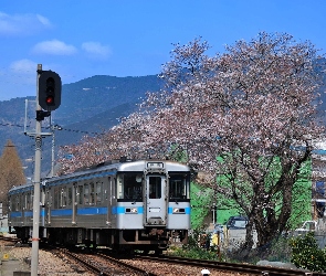 Pociąg, Drzewa, Japonia