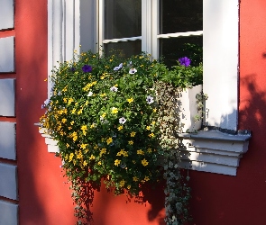 Dom, Skrzynka, Kwiaty, Okno