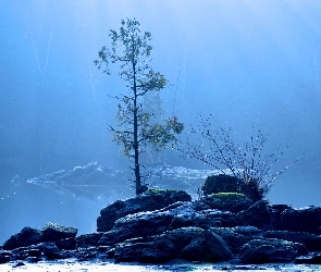 Jezioro, Drzewo, Kamienie, Mgła