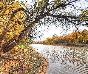 Rzeka, Drzewa, Żółte, Liście, Jesień