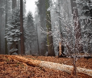 Oszroniony, Mgła, Las