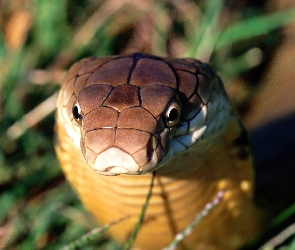 Wąż, Rozmycie, Kobra Królewska
