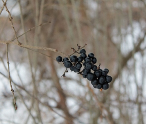 Łąki, Czarny bez, Zima