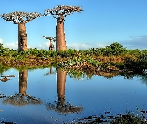 Baobaby, Odbicie, Woda, Sawanna, Drzewa