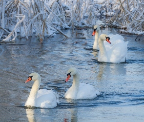 Zima, Szuwary, Łabędzie, Jezioro