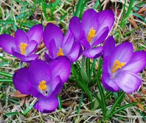 Fioletowe, Krokusy