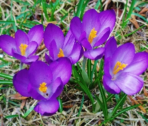 Krokusy, Fioletowe