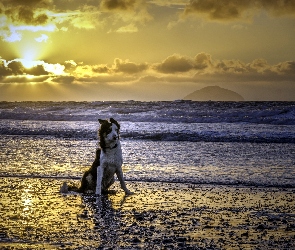 Pies, Słońca, Morze, Zachód, Plaża