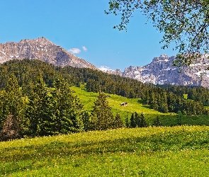 Lasy, Łąka, Góry