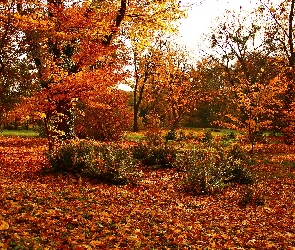 Ogród, Drzewa, Kolorowe, Liście, Jesień
