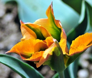 Tulipan, Rozmycie, Kwiat, Żółty