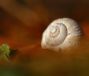 Ślimaka, Makro, Muszla