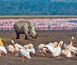 Flamingi, Rozmycie, Pelikany, Nosorożec, Jezioro