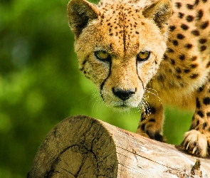Gepard, Kłoda