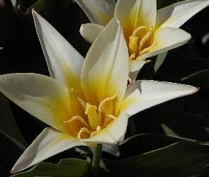 Tulipany, Kwiat