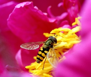 Kwiatka, Różowego, Pszczoła, Środek