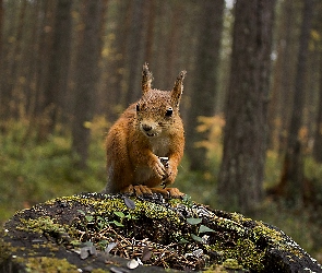 Las, Rozmycie, Wiewiórka, Pniak