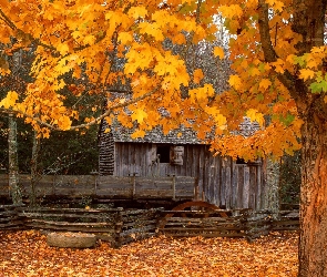 Dom, Jesień, Drzewa