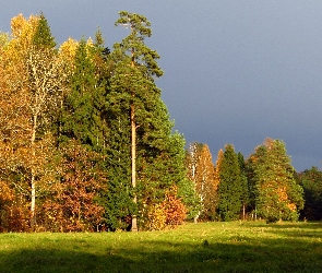 Pochmurne, Niebo, Cień, Łąka, Światło, Las