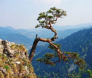 Góry, Sokolica, Pieniny, Widok, Sosna