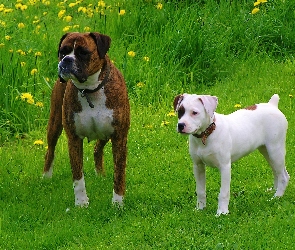 Amstaff, Bokser, Dwa, Psy