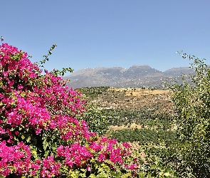 Góry, Bugenwilla, Kwitnąca, Pola, Kreta