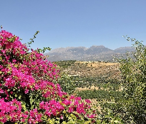 Góry, Bugenwilla, Kwitnąca, Pola, Kreta