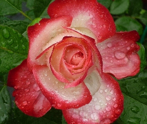 Krople, Rosy, Róża