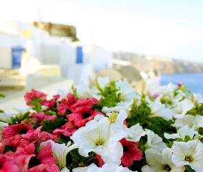 Petunia ogrodowa, Kwiaty