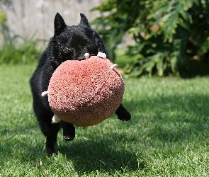 zabawka, Schipperke