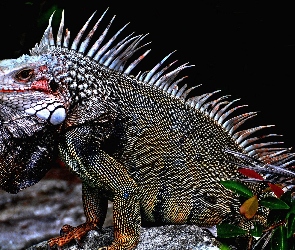 Legwan, Iguana zielona