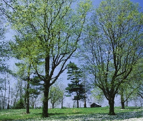 Drzewa, Domek, Park