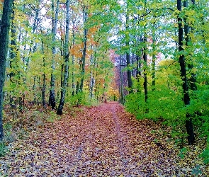 Droga, Drzewa, Leśna