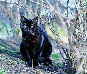 Czarny, Gałązki, Kot
